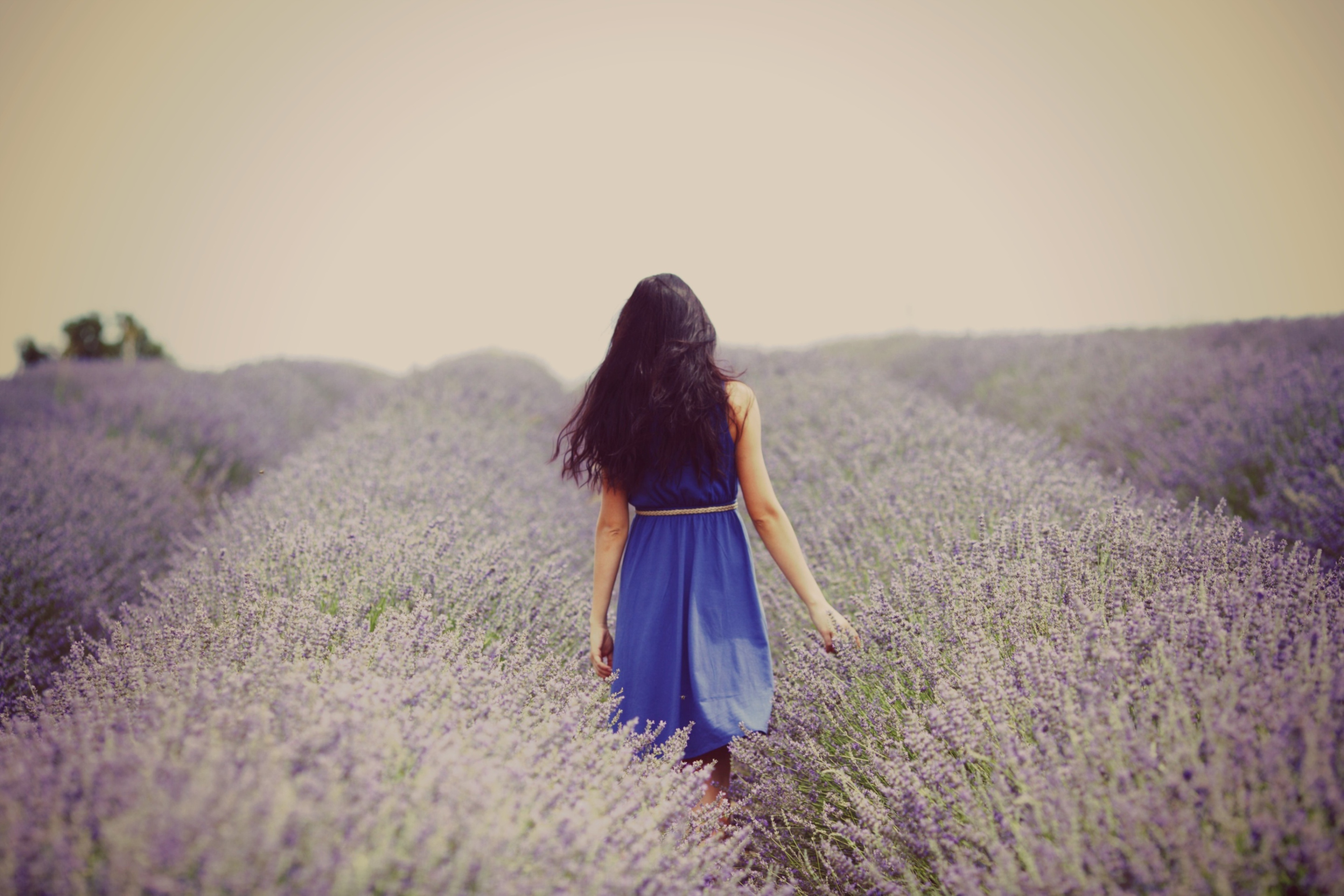 Lavender Dress Lavender Field screenshot #1 2880x1920