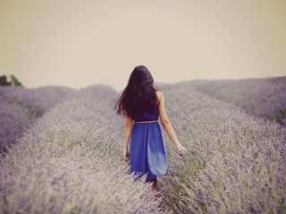 Das Lavender Dress Lavender Field Wallpaper 320x240