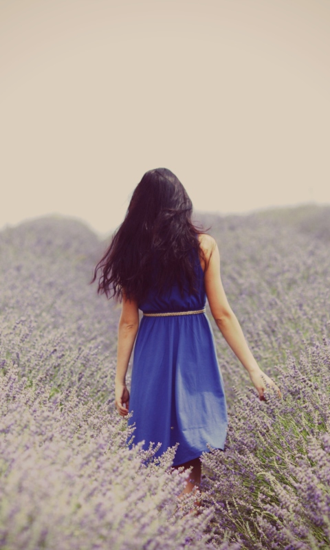 Lavender Dress Lavender Field wallpaper 480x800