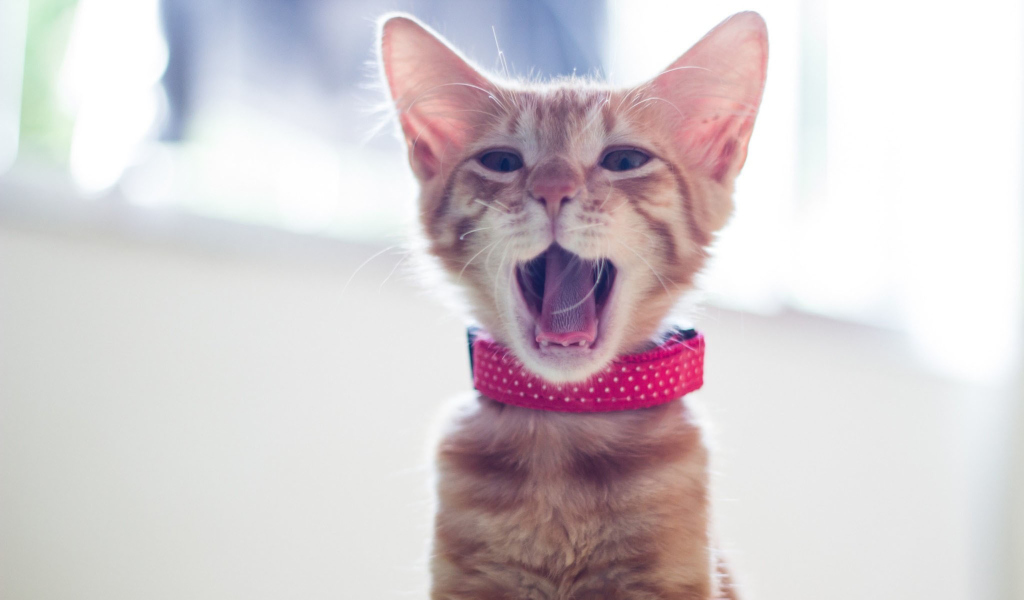 Fondo de pantalla Cute Yawning Kitty 1024x600