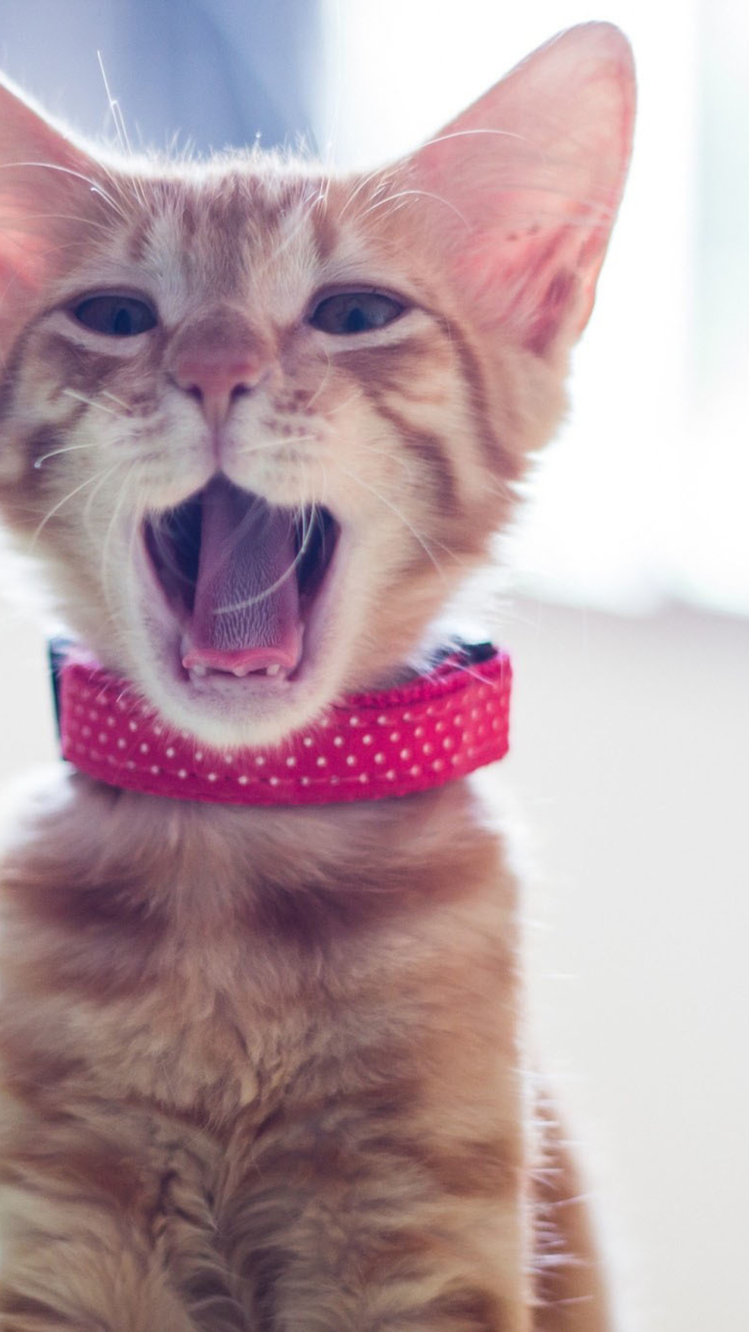 Fondo de pantalla Cute Yawning Kitty 1080x1920