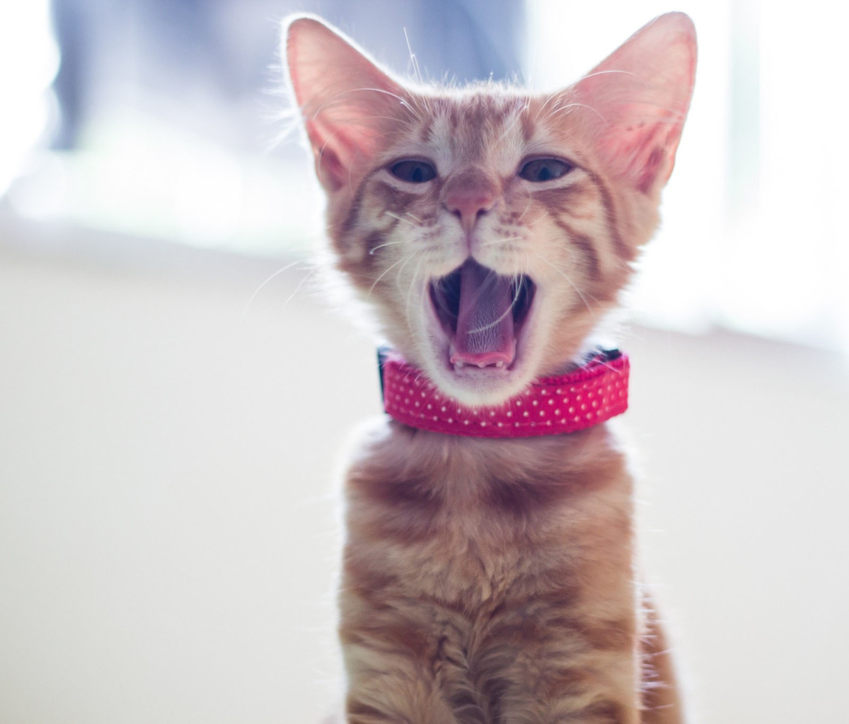 Das Cute Yawning Kitty Wallpaper 1200x1024