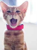 Cute Yawning Kitty wallpaper 132x176