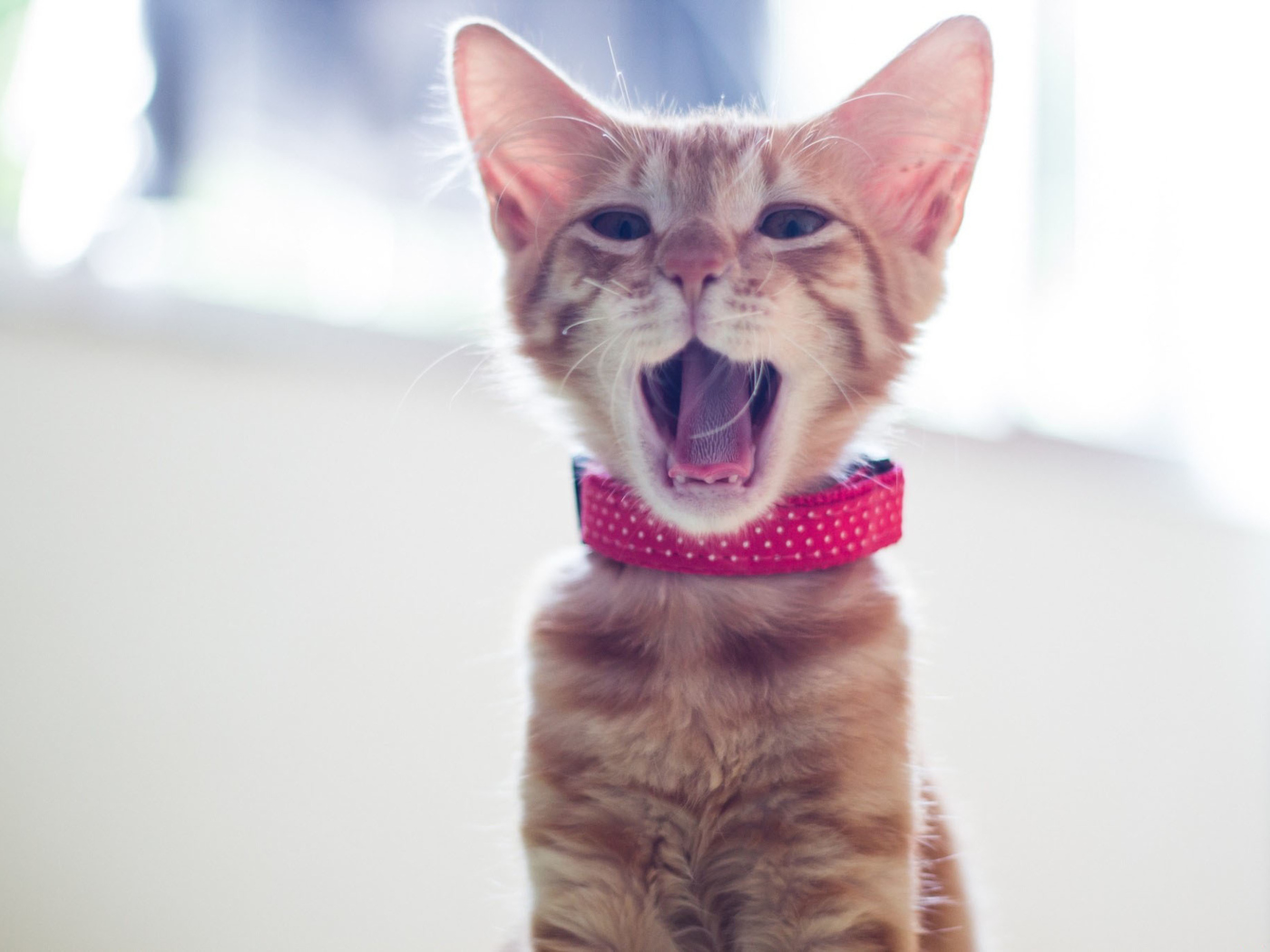 Das Cute Yawning Kitty Wallpaper 1400x1050