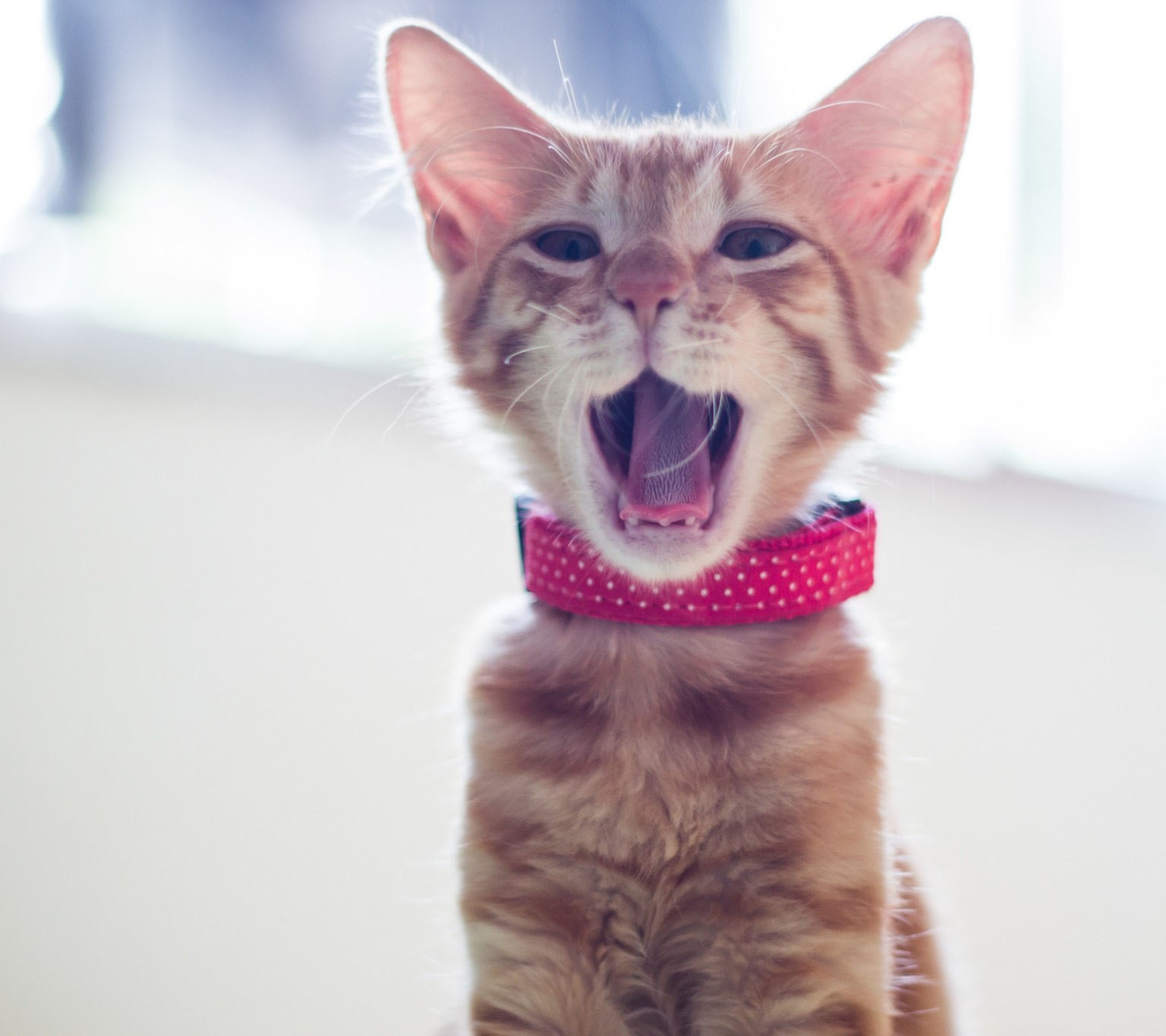 Cute Yawning Kitty wallpaper 1440x1280