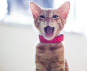 Cute Yawning Kitty wallpaper 176x144