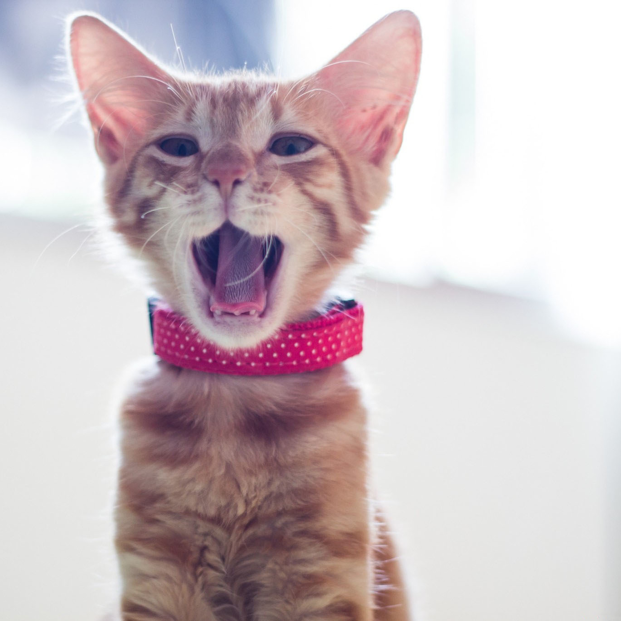 Das Cute Yawning Kitty Wallpaper 2048x2048