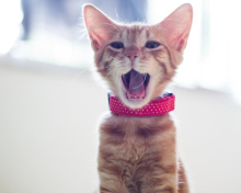 Cute Yawning Kitty wallpaper 220x176