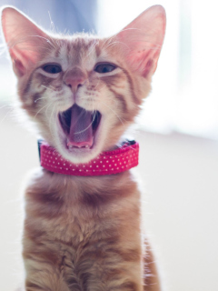 Cute Yawning Kitty wallpaper 240x320