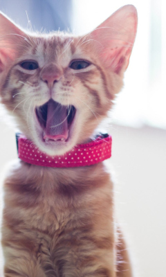 Обои Cute Yawning Kitty 240x400