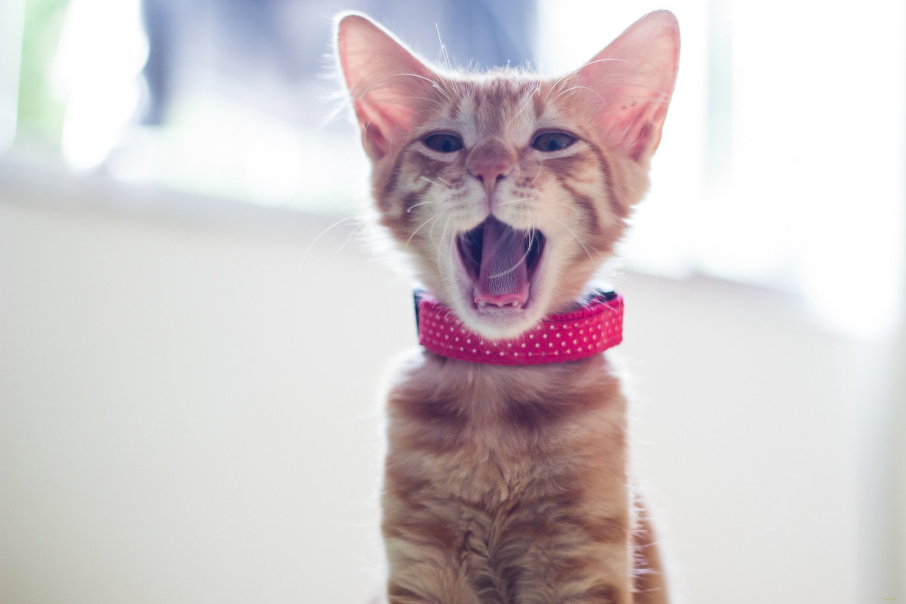 Das Cute Yawning Kitty Wallpaper 2880x1920