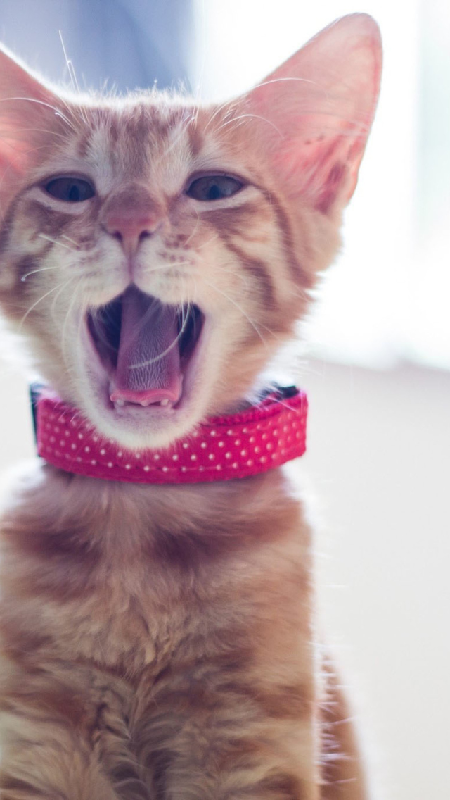 Das Cute Yawning Kitty Wallpaper 640x1136