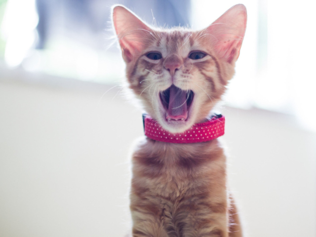 Das Cute Yawning Kitty Wallpaper 640x480