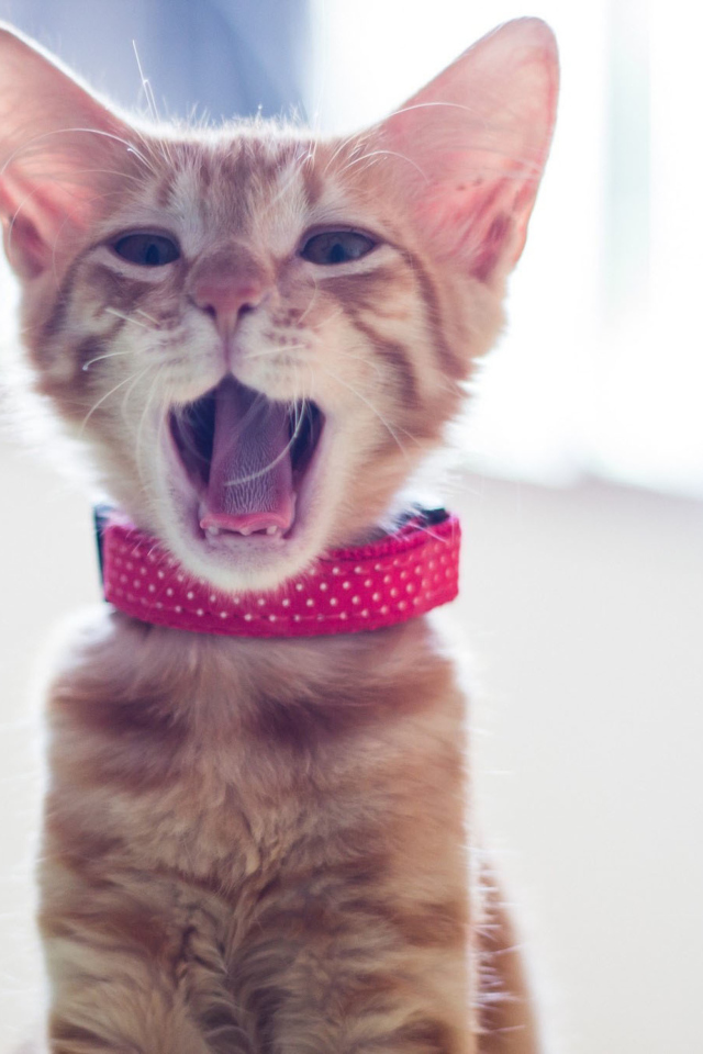 Sfondi Cute Yawning Kitty 640x960