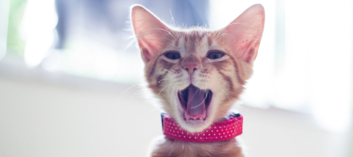 Cute Yawning Kitty wallpaper 720x320