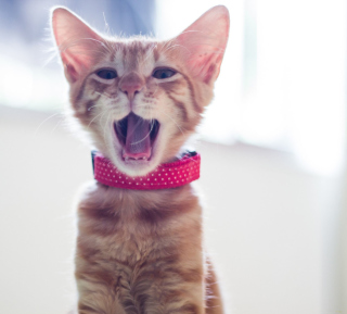 Kostenloses Cute Yawning Kitty Wallpaper für iPad 3