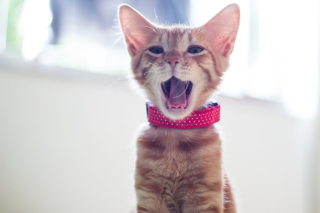 Cute Yawning Kitty - Obrázkek zdarma pro 1152x864