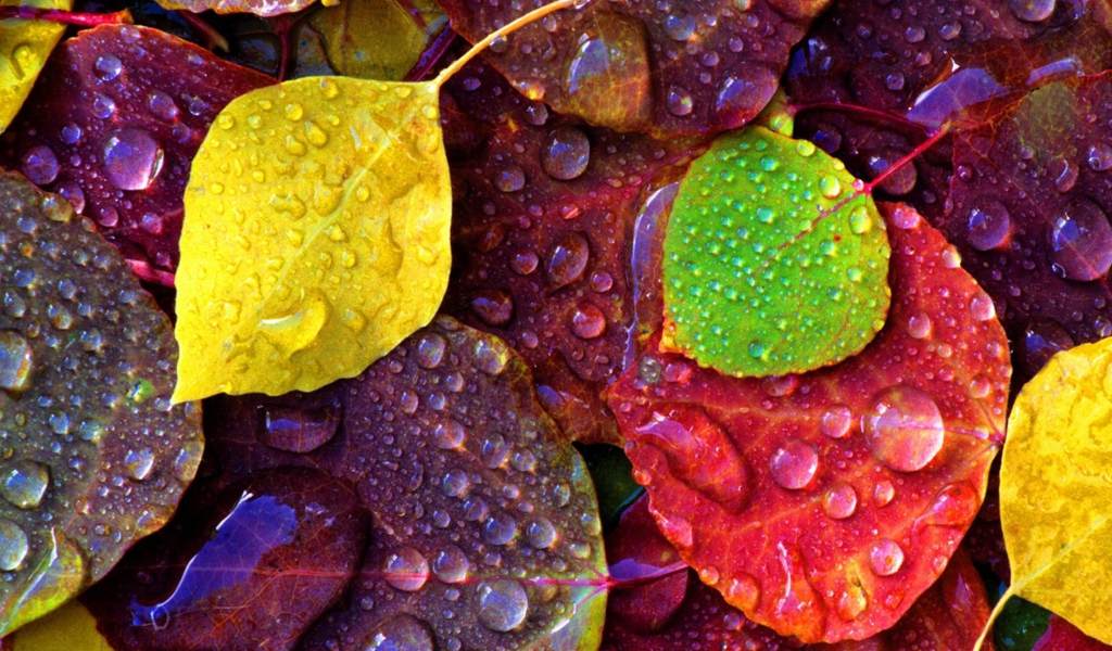 Das Colorful Leaves Wallpaper 1024x600
