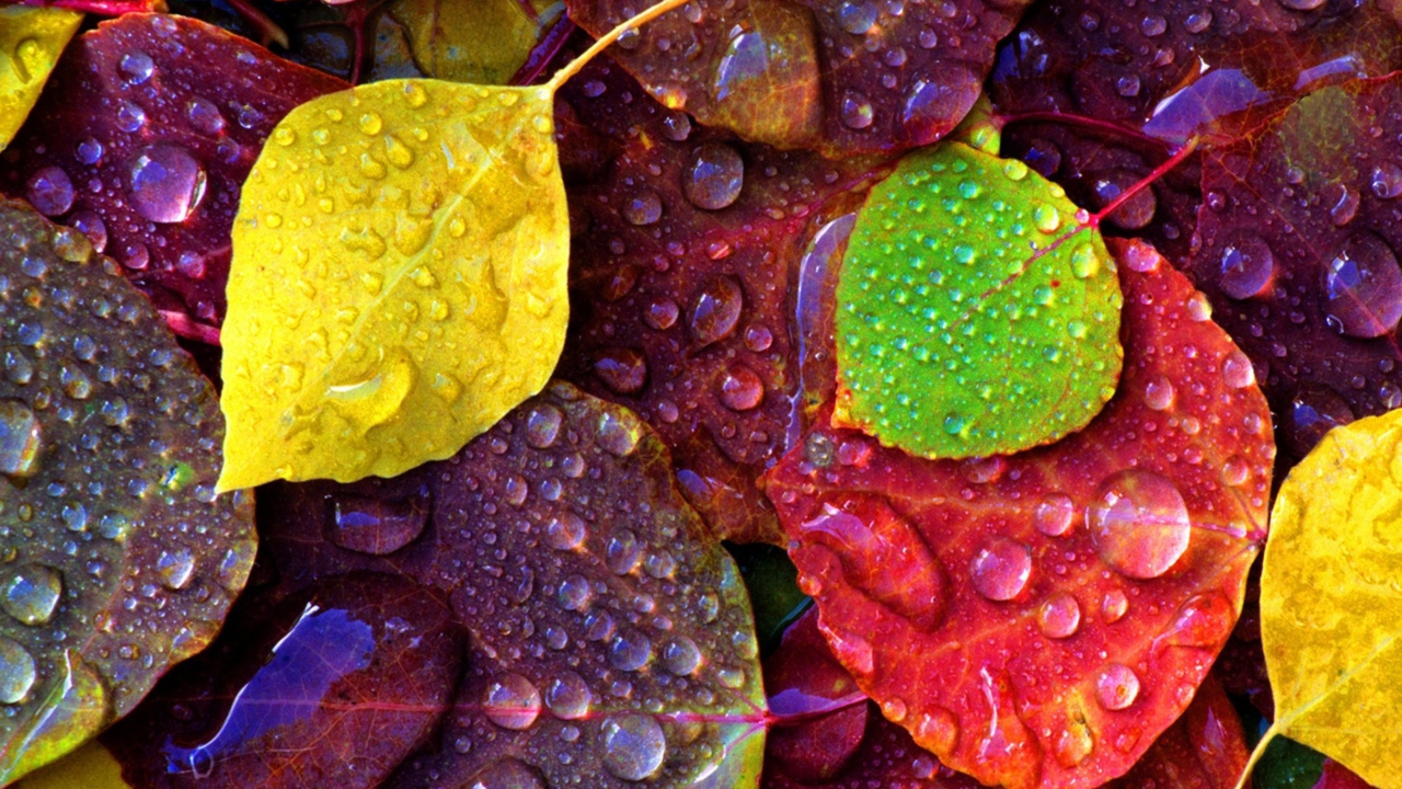 Das Colorful Leaves Wallpaper 1280x720
