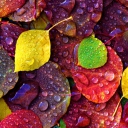 Colorful Leaves wallpaper 128x128