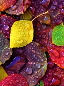 Screenshot №1 pro téma Colorful Leaves 132x176