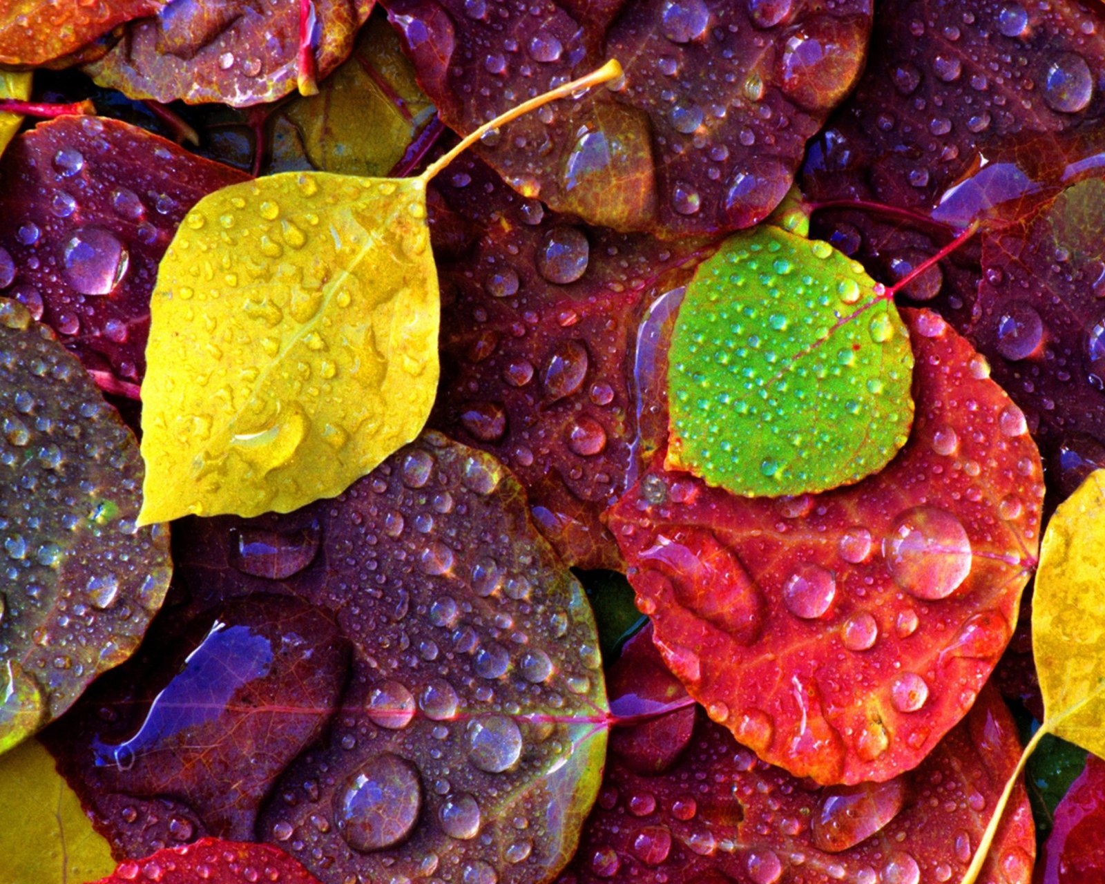 Screenshot №1 pro téma Colorful Leaves 1600x1280