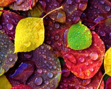 Das Colorful Leaves Wallpaper 220x176