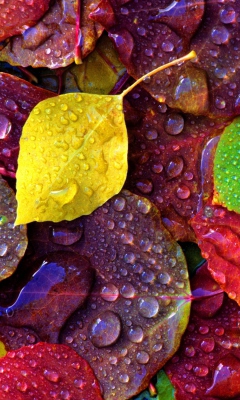 Screenshot №1 pro téma Colorful Leaves 240x400