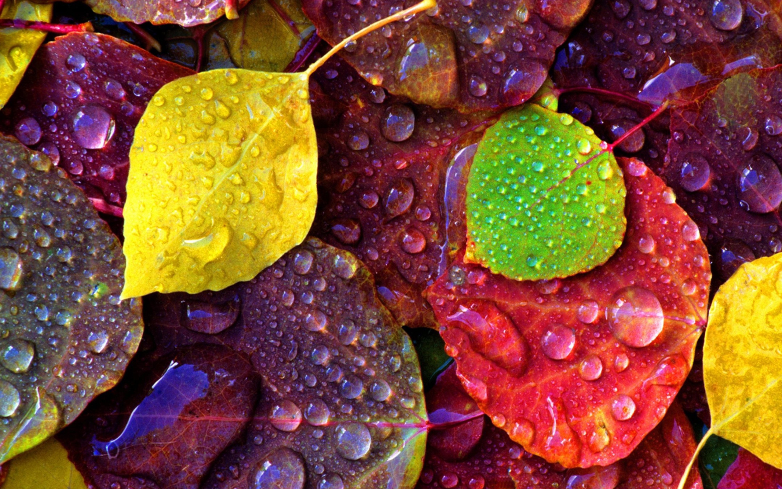 Fondo de pantalla Colorful Leaves 2560x1600