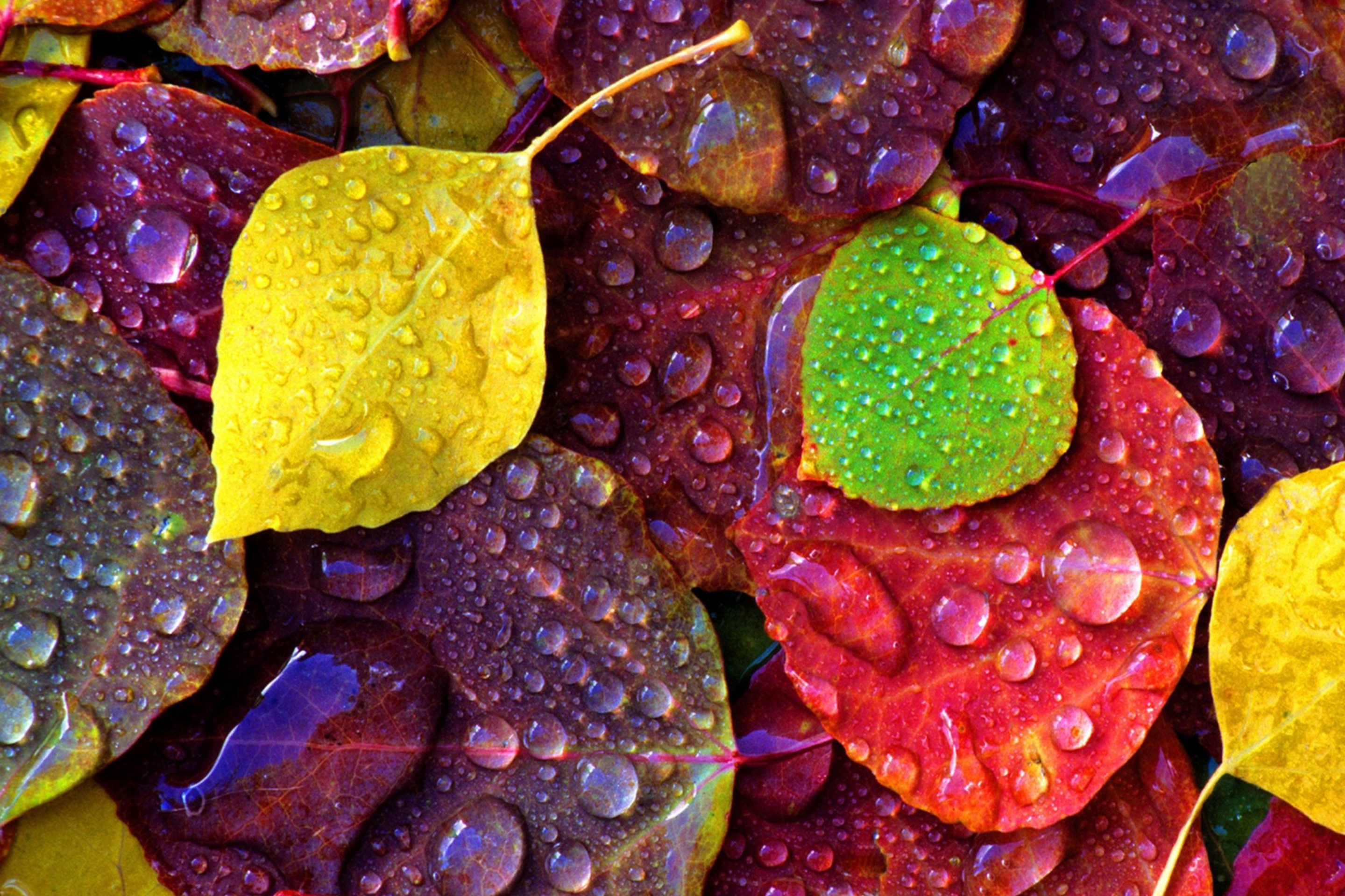 Screenshot №1 pro téma Colorful Leaves 2880x1920