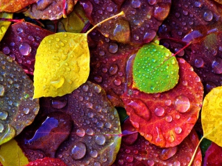 Обои Colorful Leaves 320x240