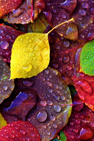 Das Colorful Leaves Wallpaper 320x480