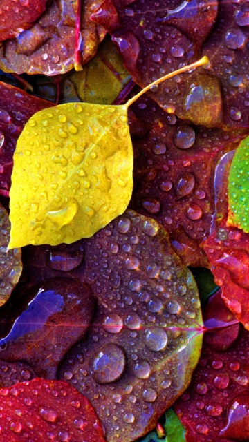 Colorful Leaves wallpaper 360x640