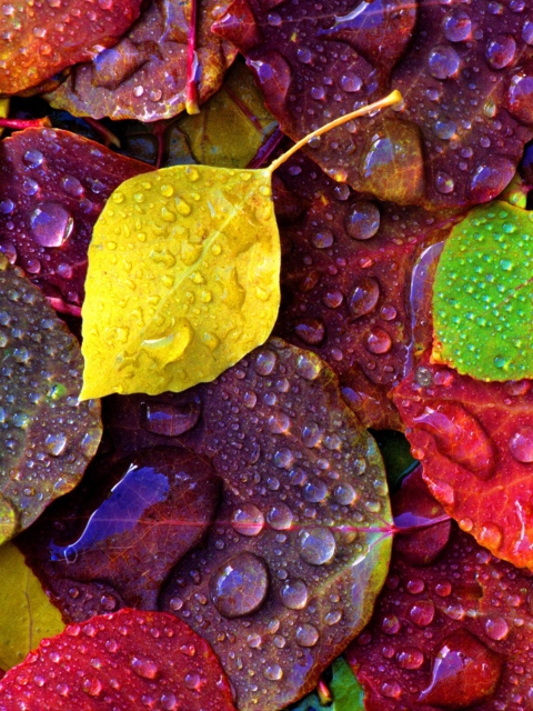 Обои Colorful Leaves 480x640