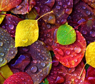 Colorful Leaves - Obrázkek zdarma pro 208x208