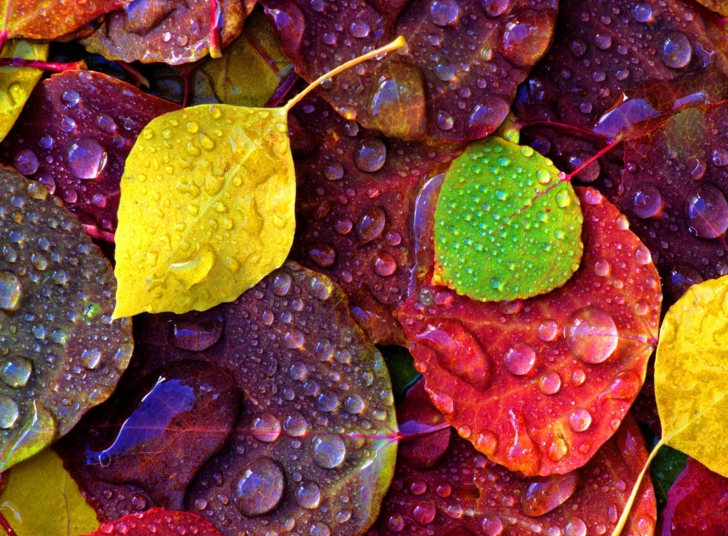 Das Colorful Leaves Wallpaper