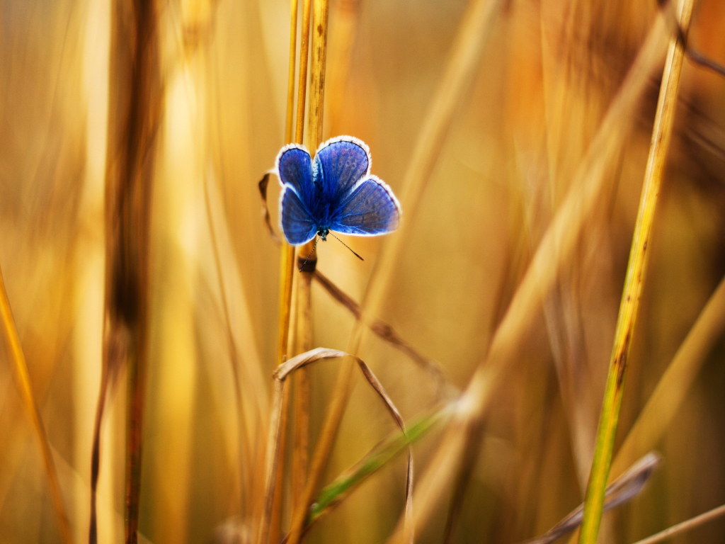 Обои Blue Butterfly In Autumn Field 1024x768