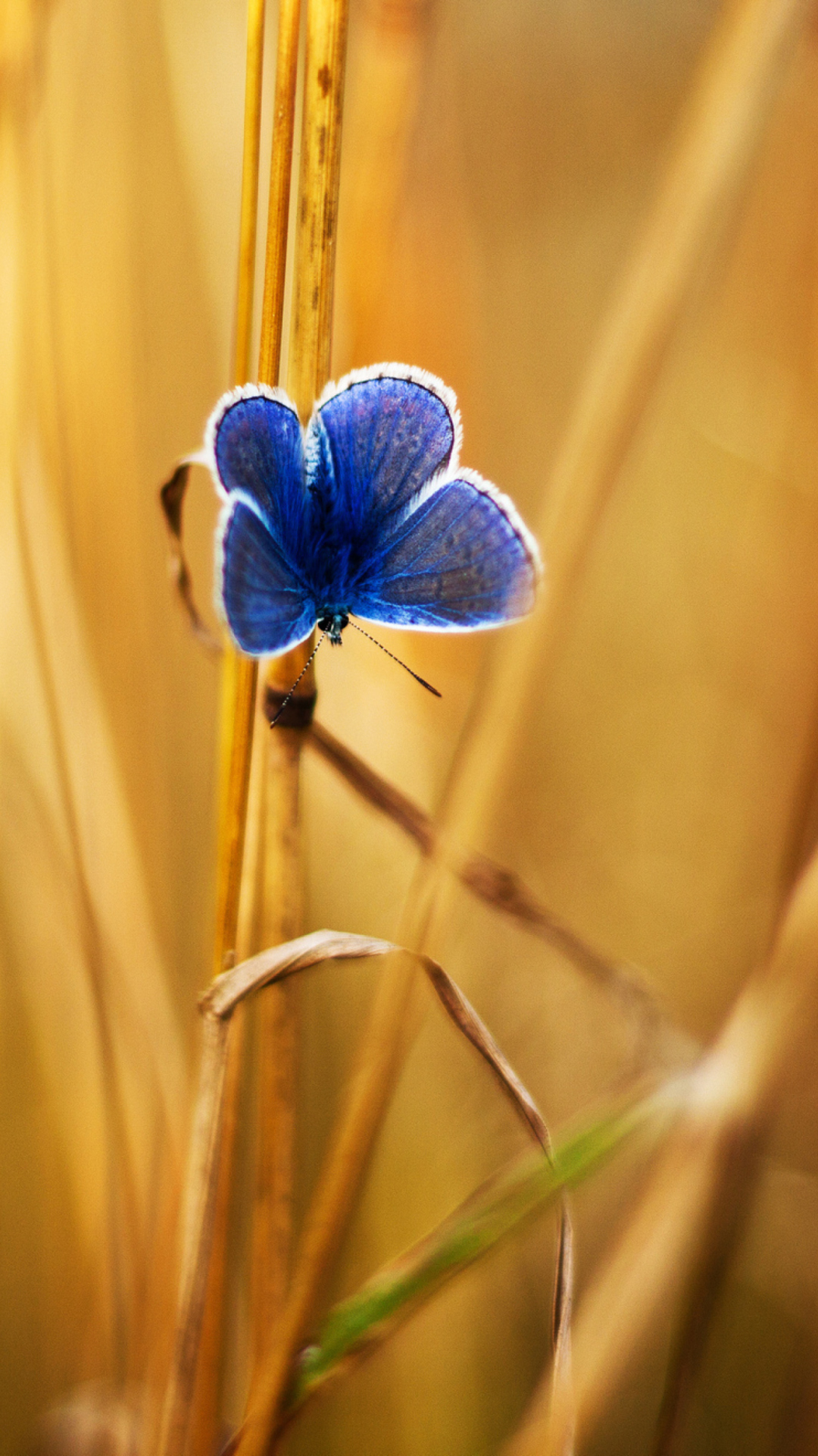 Обои Blue Butterfly In Autumn Field 1080x1920