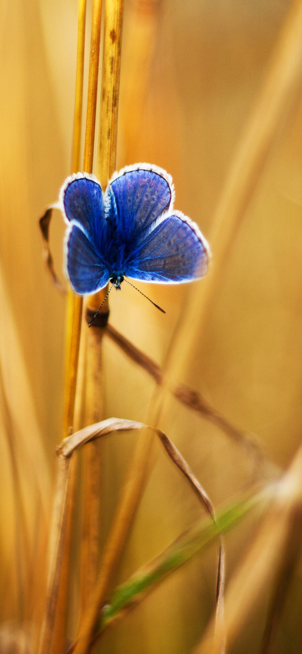 Screenshot №1 pro téma Blue Butterfly In Autumn Field 1170x2532