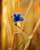 Blue Butterfly In Autumn Field screenshot #1 128x160
