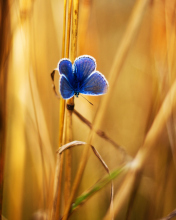 Sfondi Blue Butterfly In Autumn Field 176x220