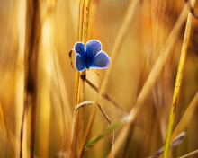 Обои Blue Butterfly In Autumn Field 220x176
