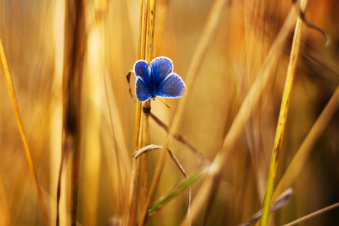 Обои Blue Butterfly In Autumn Field 480x320