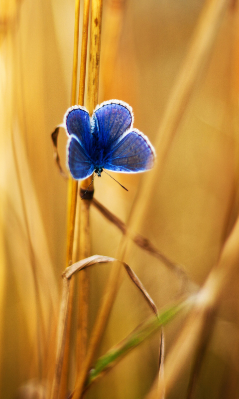 Blue Butterfly In Autumn Field wallpaper 480x800