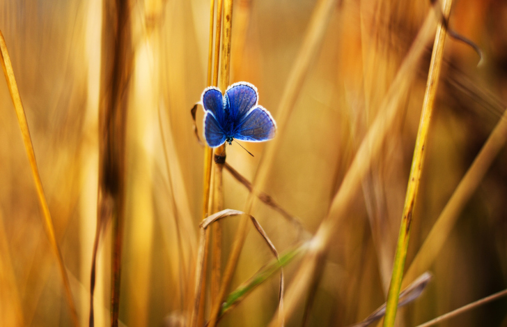Обои Blue Butterfly In Autumn Field