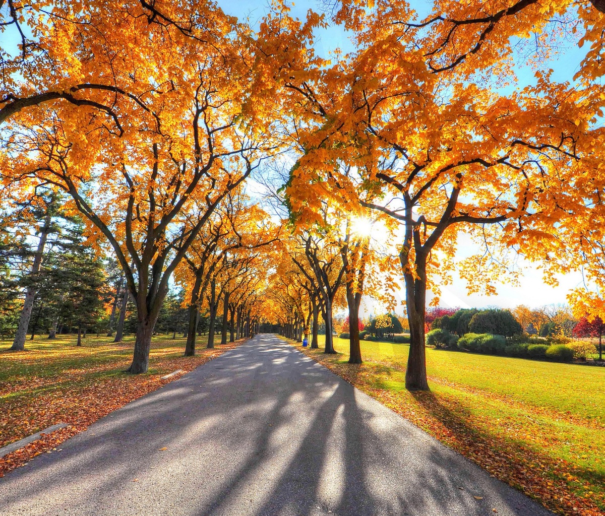 Autumn Alley in September wallpaper 1200x1024