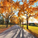 Autumn Alley in September wallpaper 128x128