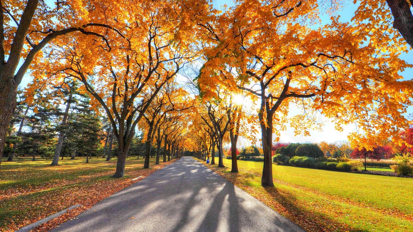 Autumn Alley in September wallpaper 1366x768