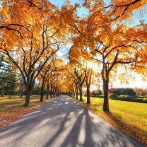 Autumn Alley in September screenshot #1 208x208