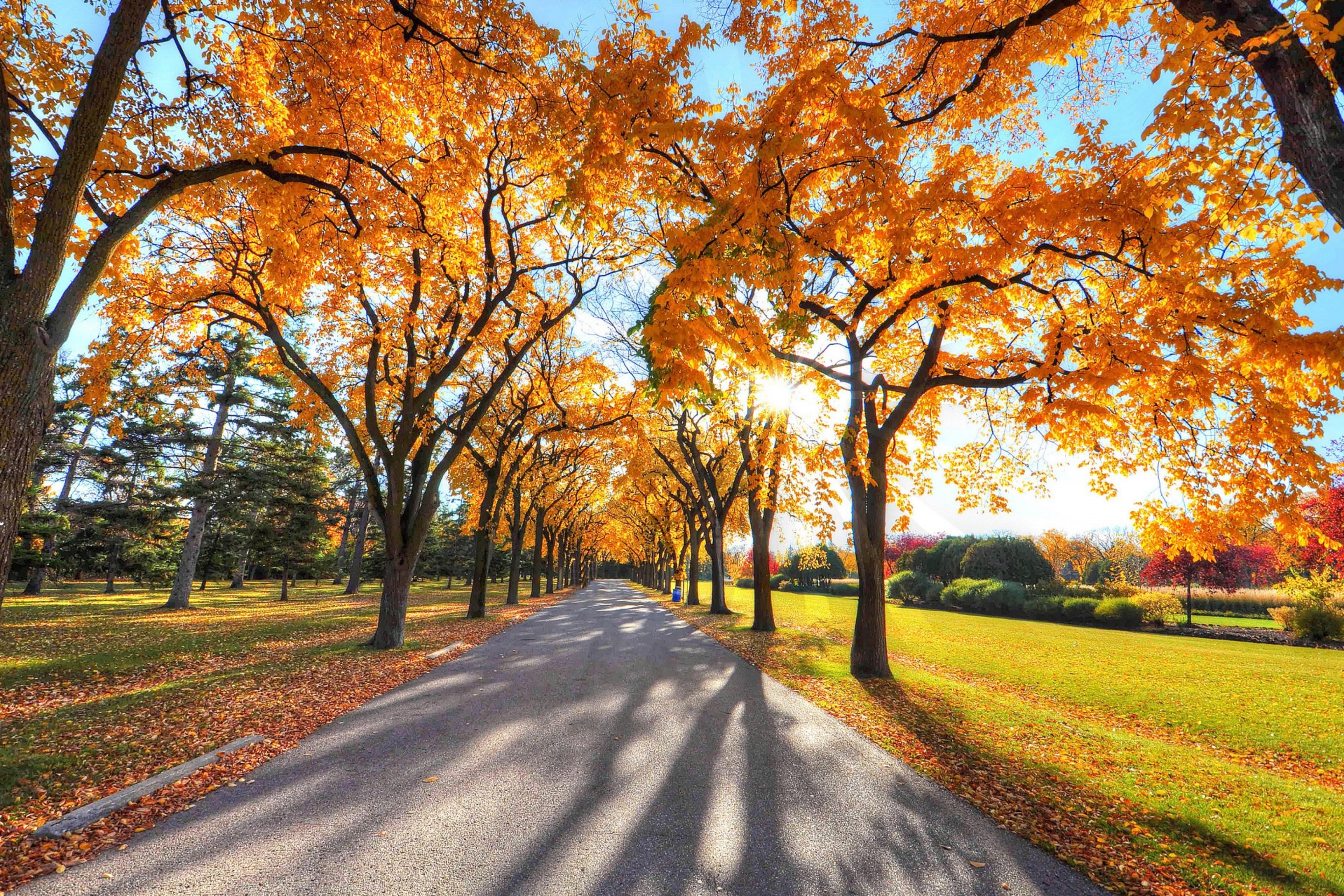 Autumn Alley in September wallpaper 2880x1920